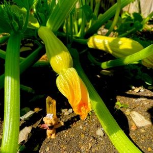 Samsteve143 magical mystery healing  box -1 and 6 crystal cute 🥰 trolls